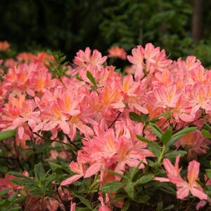 Рододендрон листопадный японский (Rhododendron luteum)