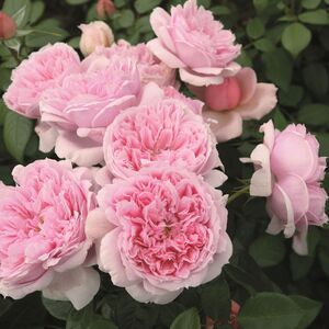 Роза немецкая «Шоне Мейд» (Schone Maid)