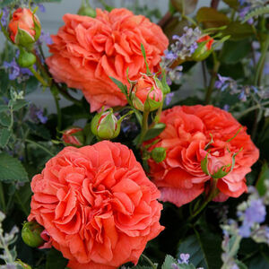 Роза флорибунда «Оранжери» (Orangerie)