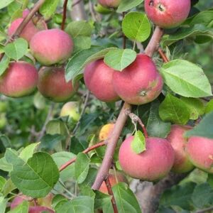 Яблоня плодовая «Вэм розовый»
