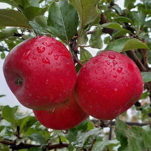 Яблоня плодовая "Благая весть"