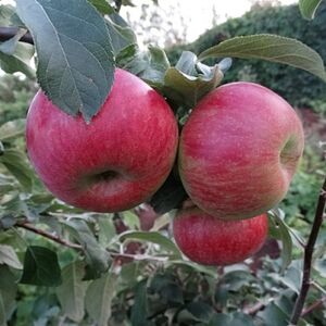 Яблоня плодовая "Приземленное"