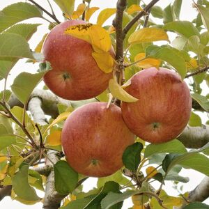 Яблоня плодовое «Соковое»