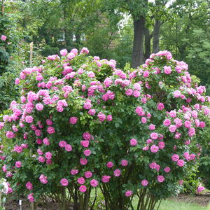 Роза канадская Rosa «Терез Бунье» (Therese Bugnet)