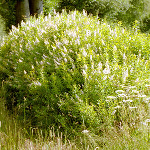 Спирея иволистная (Spiraea salicifolia)