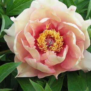 Пион молочноцветковый «Джули Роз» (Julia Rose)