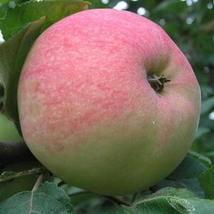 Яблоня плодовая «Мельба»