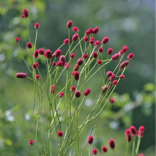 Кровохлебка (Sanguisorba)