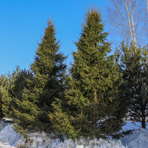 Ель обыкновенная (Picea abies)