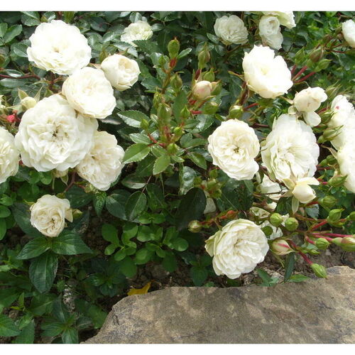 Роза миниатюрная "Вайт" (White)