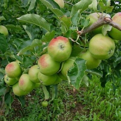 Яблоня плодовая карликовая "Кроха"