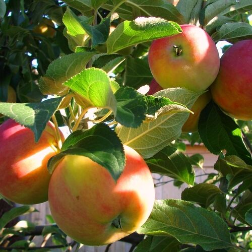 Яблоня плодовая «Экранное»