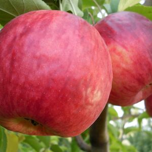 Яблоня плодовая "Жигулевское"
