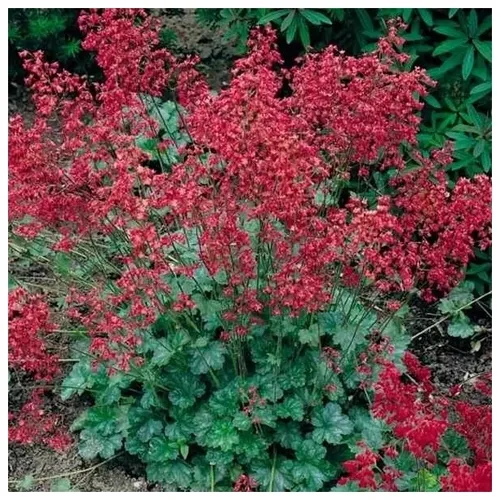 Гейхера кроваво-красная (Heuchera) "Ruby Bells"