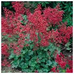 Гейхера кроваво-красная (Heuchera) "Ruby Bells"