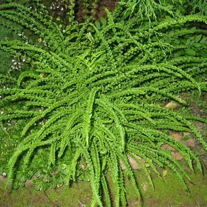 Папоротник (кочедыжник) женский «Фризелли» (Athyrium filix-femma Frizelliae)