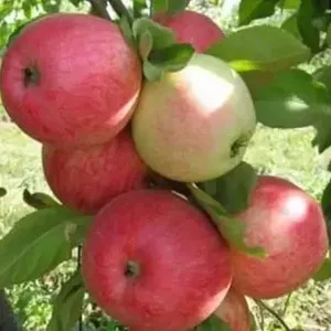 Яблоня плодовая "Мечта" (летняя)