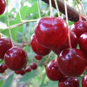 Вишня крупноплодная "Десертная Морозовой"