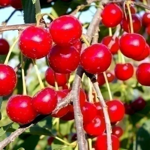 Вишня "Любская"