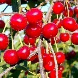 Вишня "Любская"