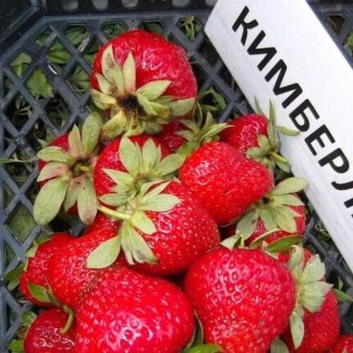 Клубника "Кимберли"
