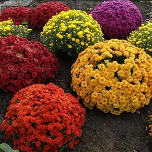 Мультифлора