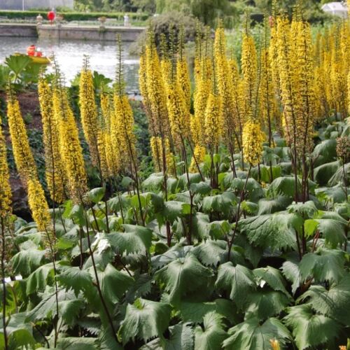 Бузульник Пржевальского (Ligularia przewalskii)