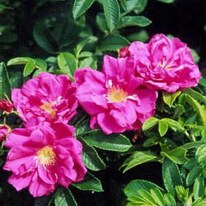 Роза морщинистая (Rosa Rugosa Group)