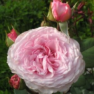 Роза английская «Роузмур» (Rosemoor)