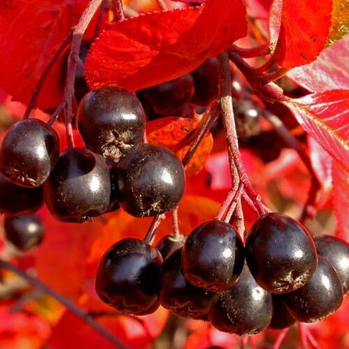 Рябина черноплодная (Aronia melanocarpa)