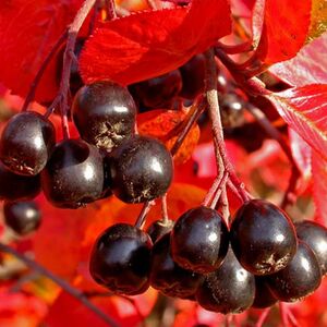 Рябина черноплодная (Aronia melanocarpa)
