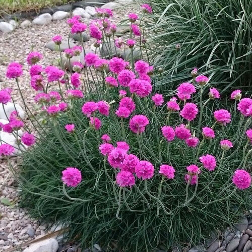 Армерия приморская (Armeria maritima)