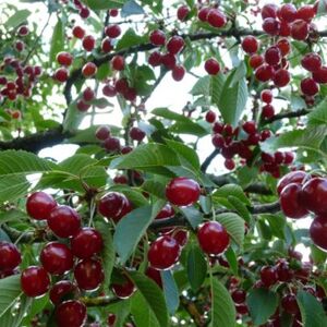 Вишня «Молодёжная»