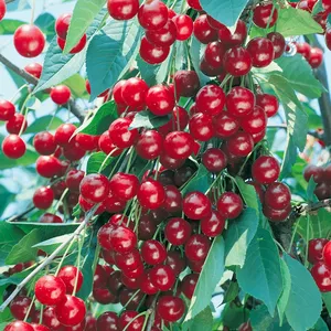 Вишня степная «Щедрая»