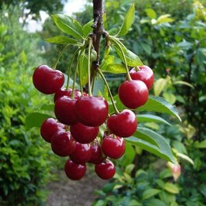 Вишня «Изобильная»