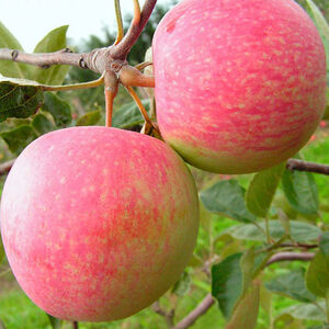 Яблоня плодовая «Конфетное»